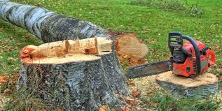 Professional Tree Care in Glen Ellen, CA