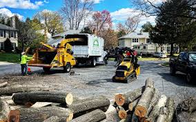 Best Tree Health Inspection  in Glen Ellen, CA