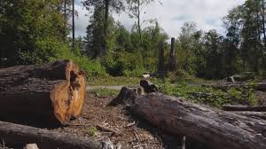 Best Seasonal Cleanup (Spring/Fall)  in Glen Ellen, CA