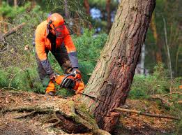 Best Hedge Trimming  in Glen Ellen, CA