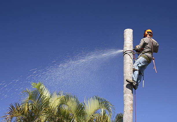 Best Tree Mulching  in Glen Ellen, CA