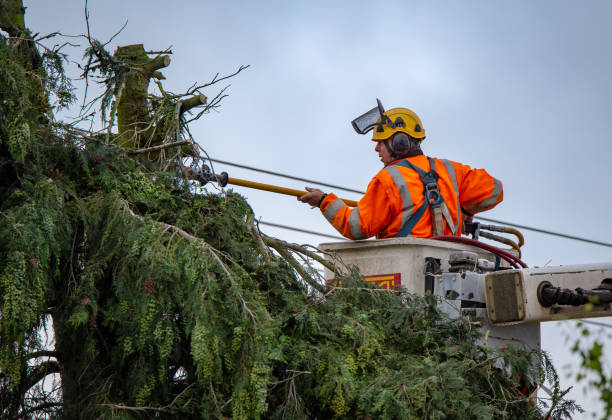 Best Tree Disease Treatment  in Glen Ellen, CA