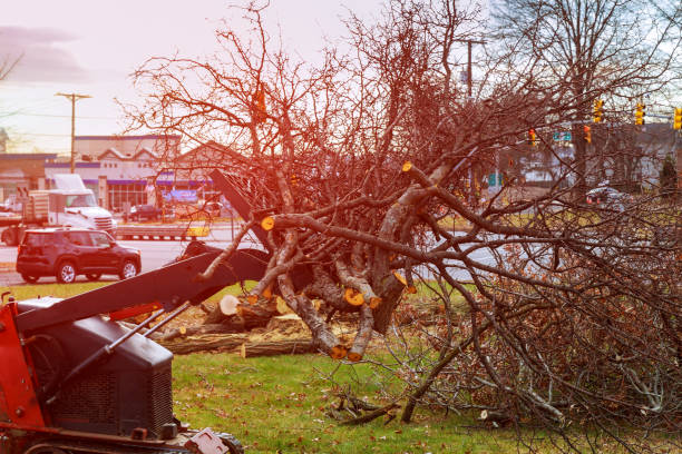 Best Tree Risk Assessment  in Glen Ellen, CA