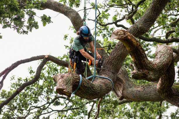 How Our Tree Care Process Works  in  Glen Ellen, CA