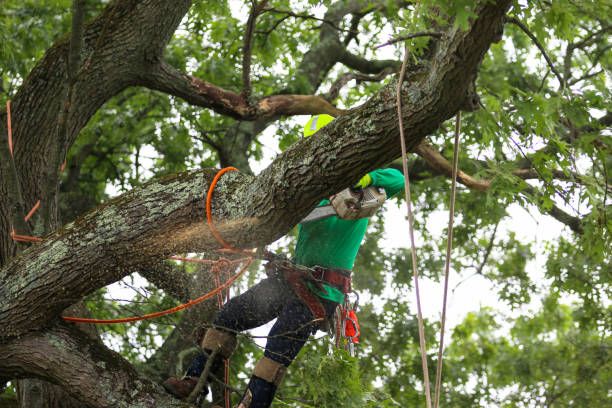 Best Hazardous Tree Removal  in Glen Ellen, CA