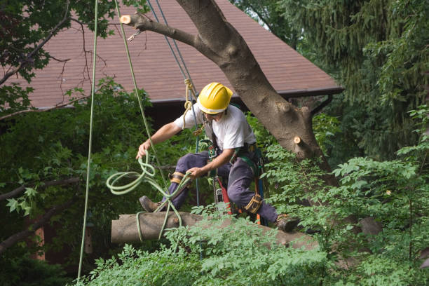 Best Aeration Services  in Glen Ellen, CA
