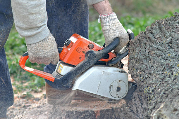 Best Tree Preservation Services  in Glen Ellen, CA