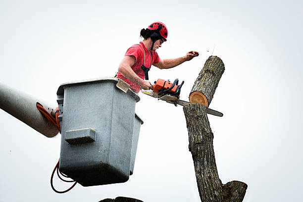 Best Seasonal Cleanup (Spring/Fall)  in Glen Ellen, CA