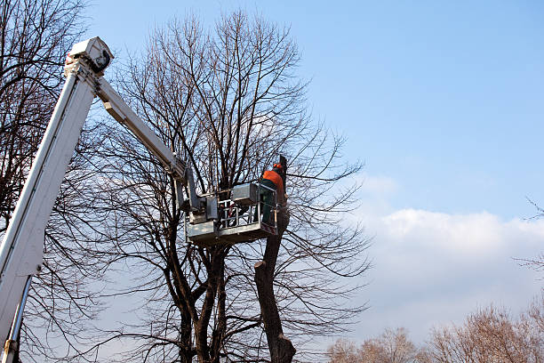 Best Stump Grinding and Removal  in Glen Ellen, CA