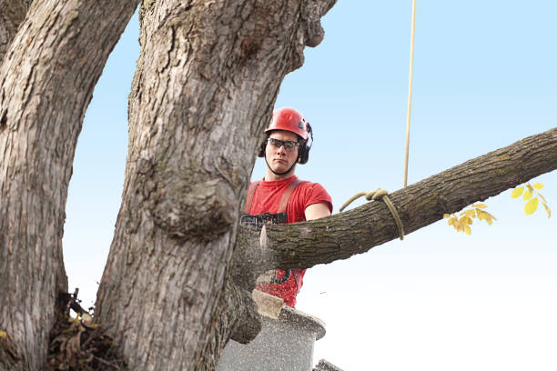 Best Tree Removal  in Glen Ellen, CA