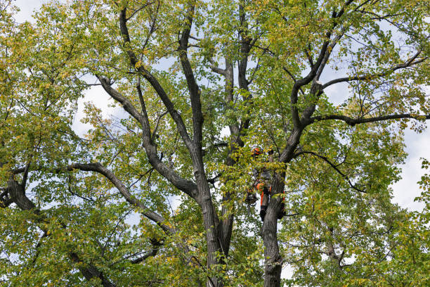 Best Firewood Processing and Delivery  in Glen Ellen, CA